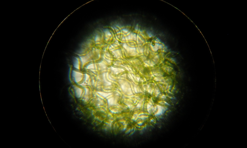 DSCN2603-800x480