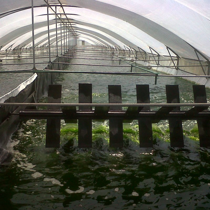 IMG00785-20101202-1339